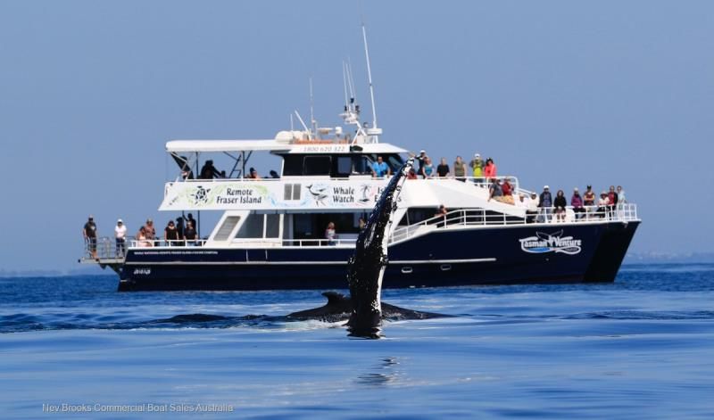 Image for 2006 New Wave Whale Watcher 1