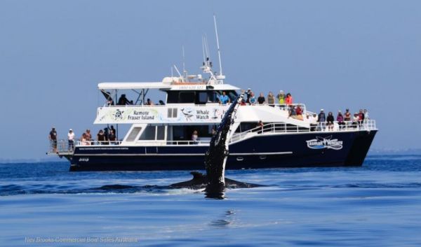 2006 New Wave Whale Watcher image