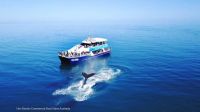 Image for 2006 New Wave Whale Watcher 3