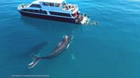 Image for 2006 New Wave Whale Watcher 4