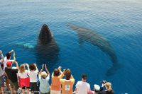 Image for 2006 New Wave Whale Watcher 5