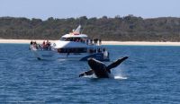 Image for 2011 Custom Whale Watching Business 0