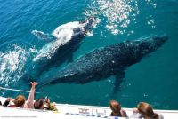 Image for 2011 Custom Whale Watching Business 20