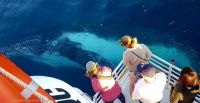 Image for 2011 Custom Whale Watching Business 21