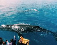 Image for 2011 Custom Whale Watching Business 24