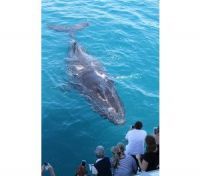 Image for 2008 Custom Whale Watching Business For Sale 3