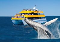 Image for 2008 Custom Whale Watching Business For Sale 4