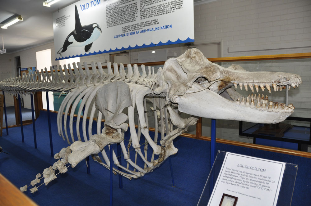 Old Tom's skeleton on display at the Eden Whale Museum