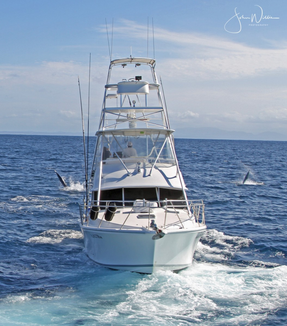 A double hook-up of striped marlin off the Eurobodalla Coast.