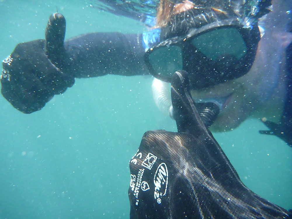 Bear diving at Port Lincoln