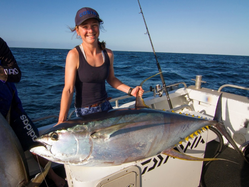 The magnificent yellowfin tuna have made a wonderful return to the sapphire waters.