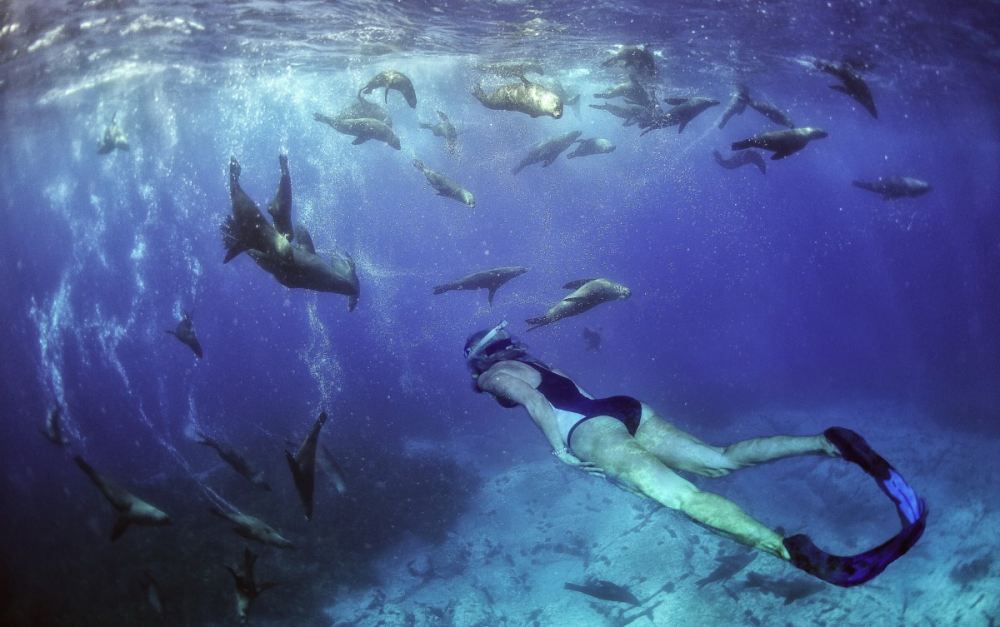 Snorkelling at Montague Island.