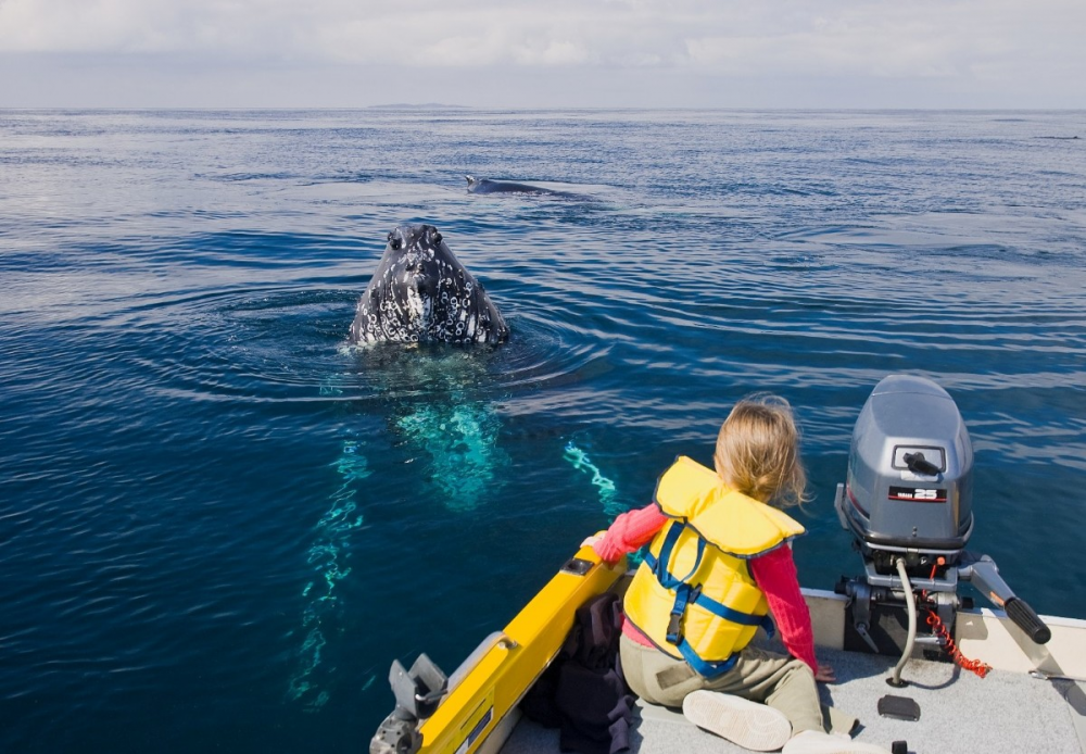 Narooma is also a great place to see whales.