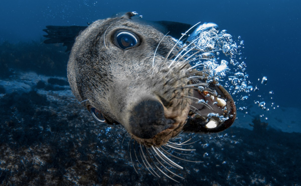 A fur seal says hello!
