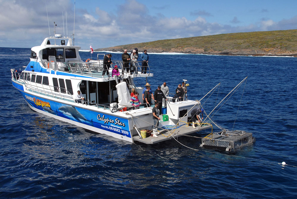 Calypso star Charters Shark Cave Diving