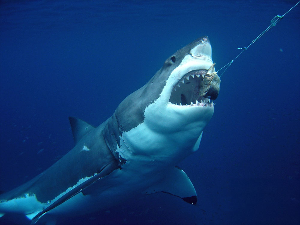 Shark Cage Diving with Calypso Star Charters