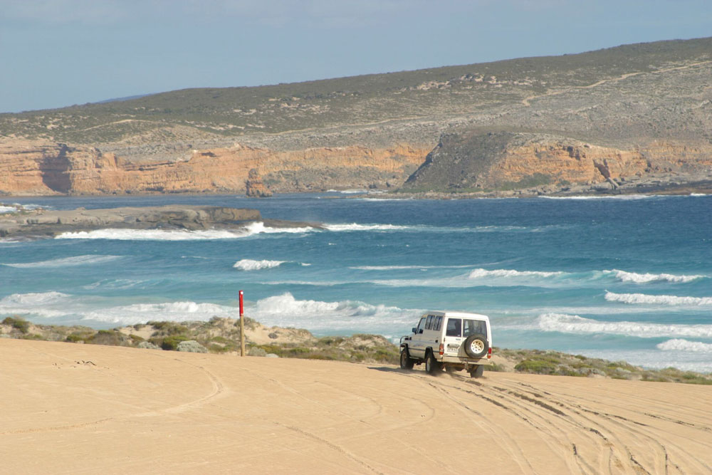 you can often watch the dolphins swim from the shore around Port Lincoln