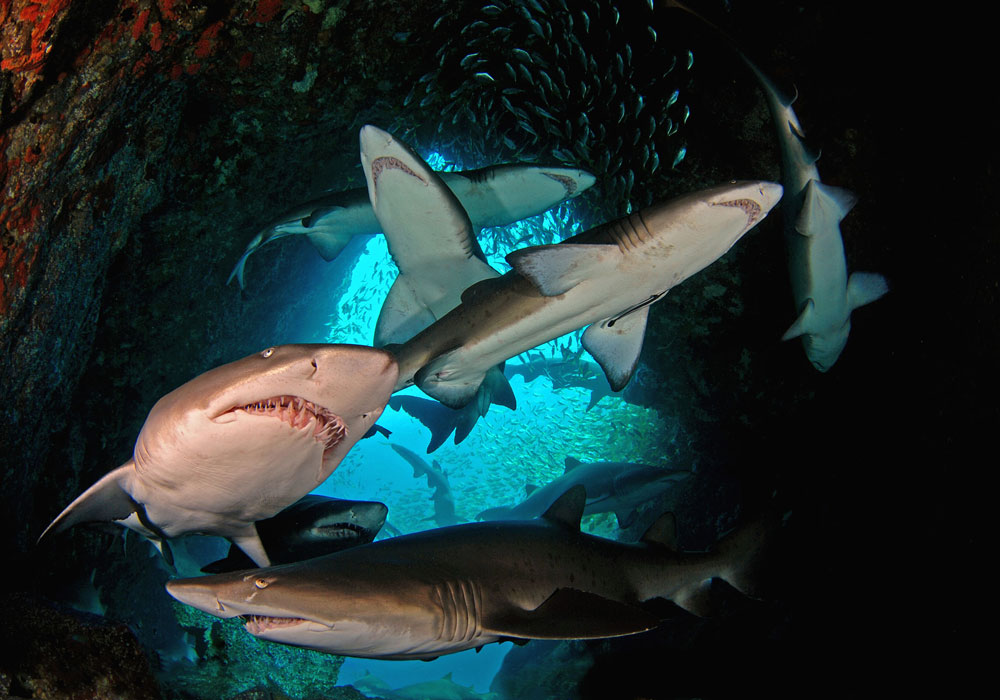 Grey Nurse sharks at Cave Rock - IMAGE THANKS TO SOUTH WEST ROCKS DIVE CENTRE