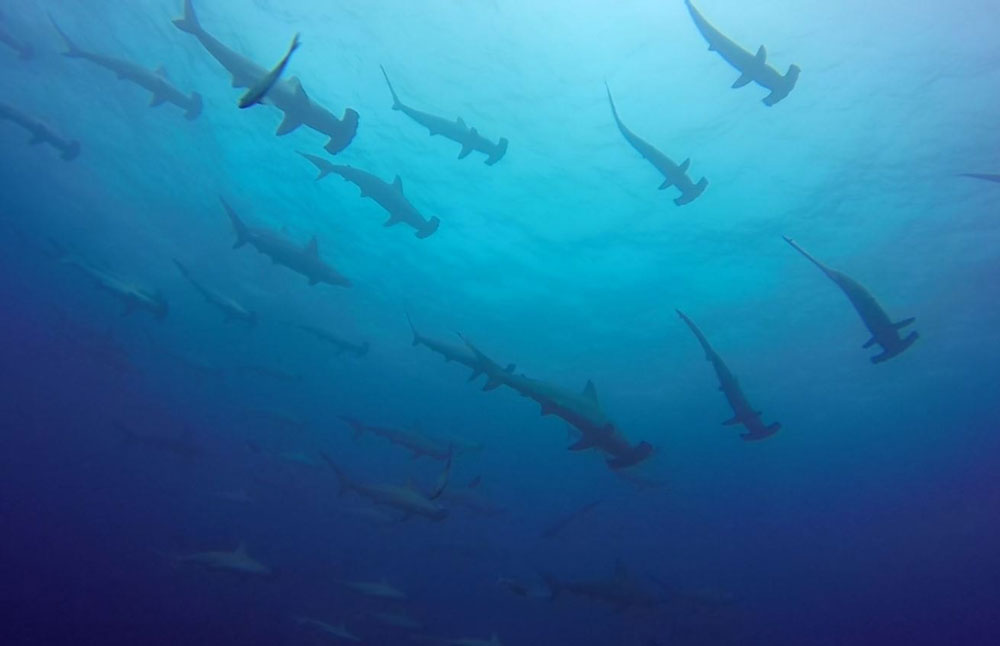 Hammerhead sharks at Cave Rock - IMAGE THANKS TO SOUTH WEST ROCKS DIVE CENTRE