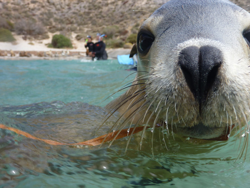 Swim with the Sea Lions at Port Lincoln