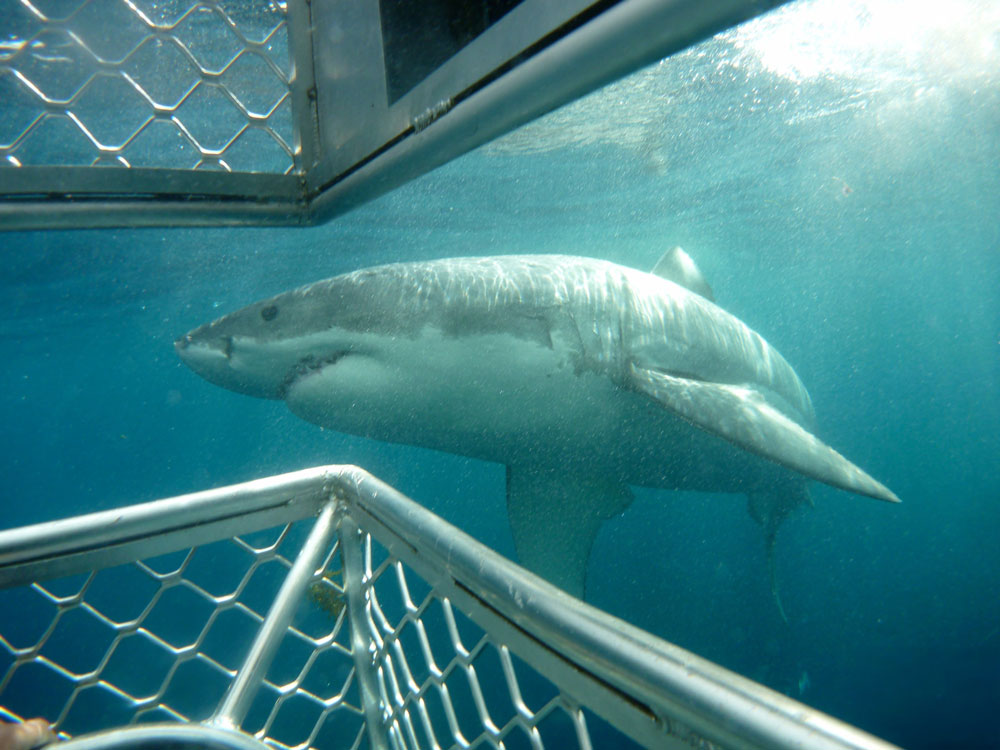Shark Cage Diving with Calypso Star Charters
