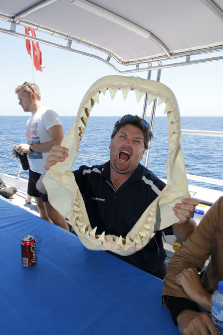 Shark Cage Diving with Calypso Star Charters