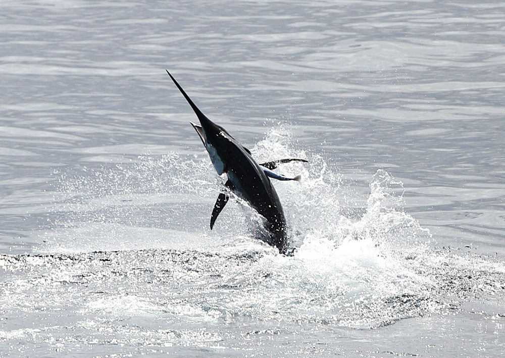 Striped marlin takes to the skies