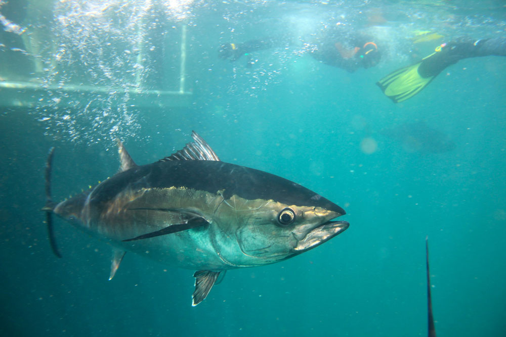 Swimming with tuna is not difficult for any age group