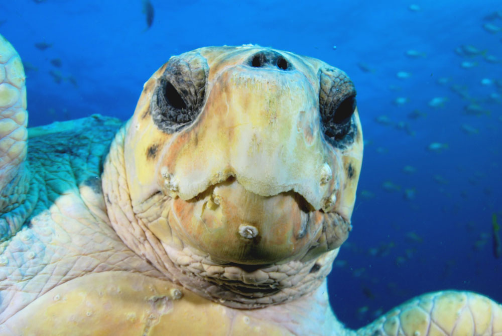 IMAGE THANKS TO SOUTH WEST ROCKS DIVE CENTRE