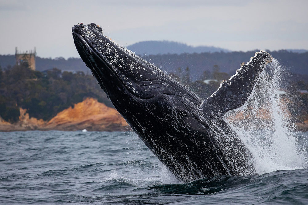 Whale with the Davidson Whaling Tower in the background
