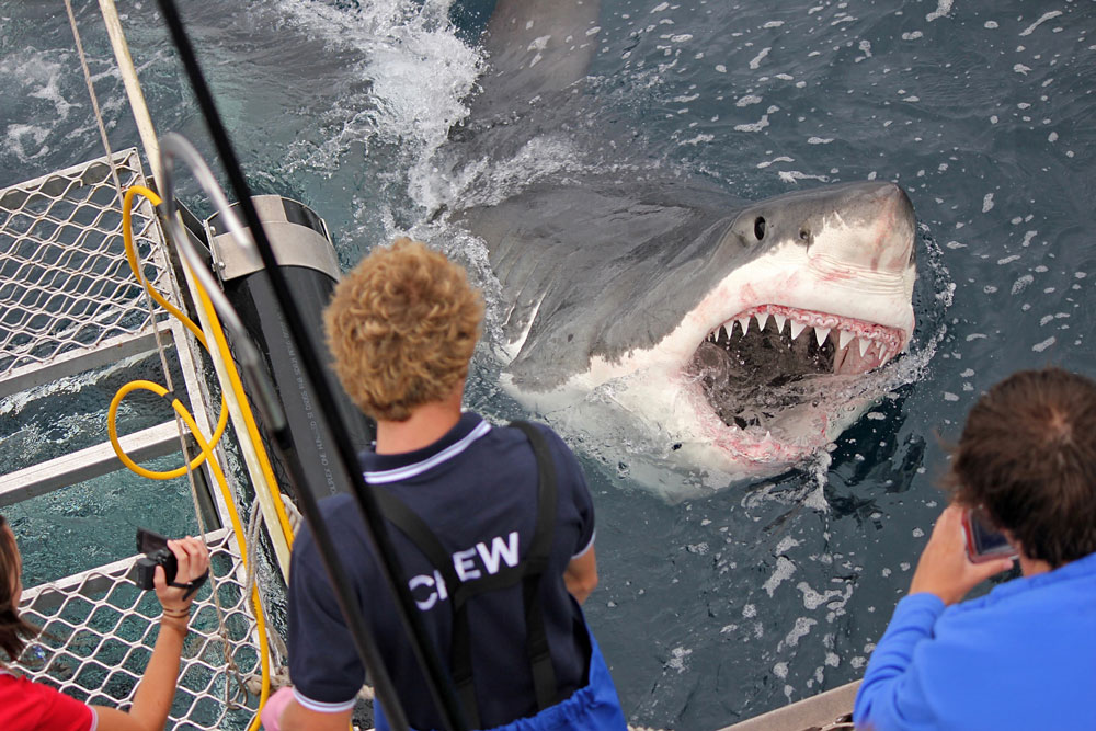 Destination Port Lincoln: Shark Diving and So Much More image