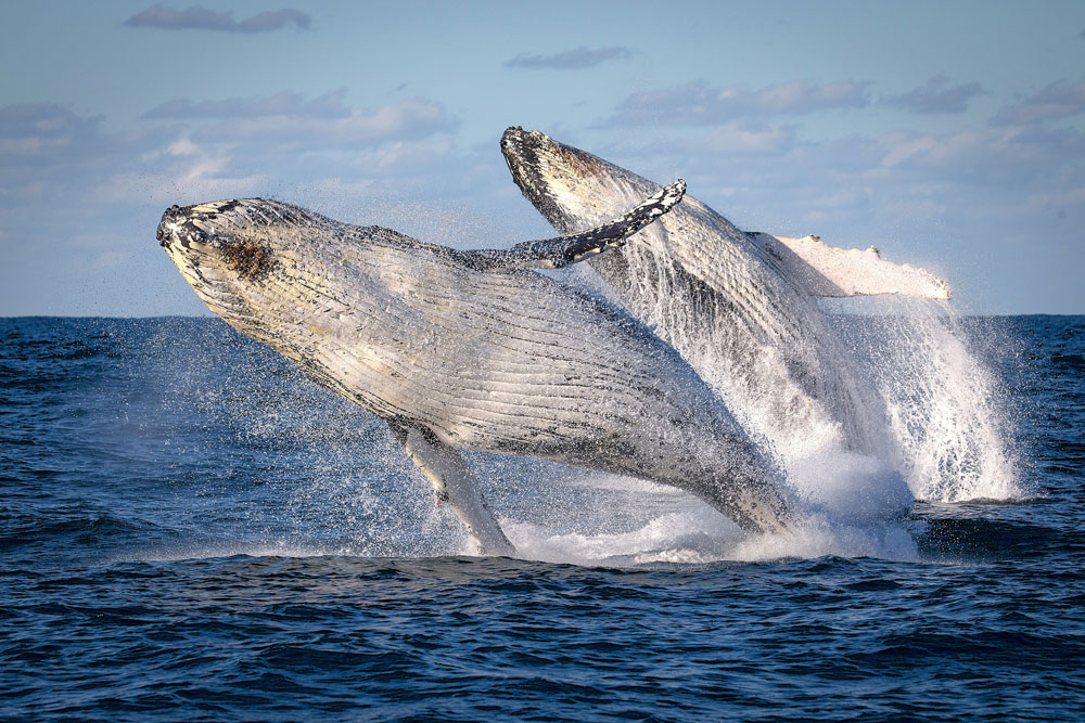 Eden: A True Jewel in the Crown of Coastal NSW image